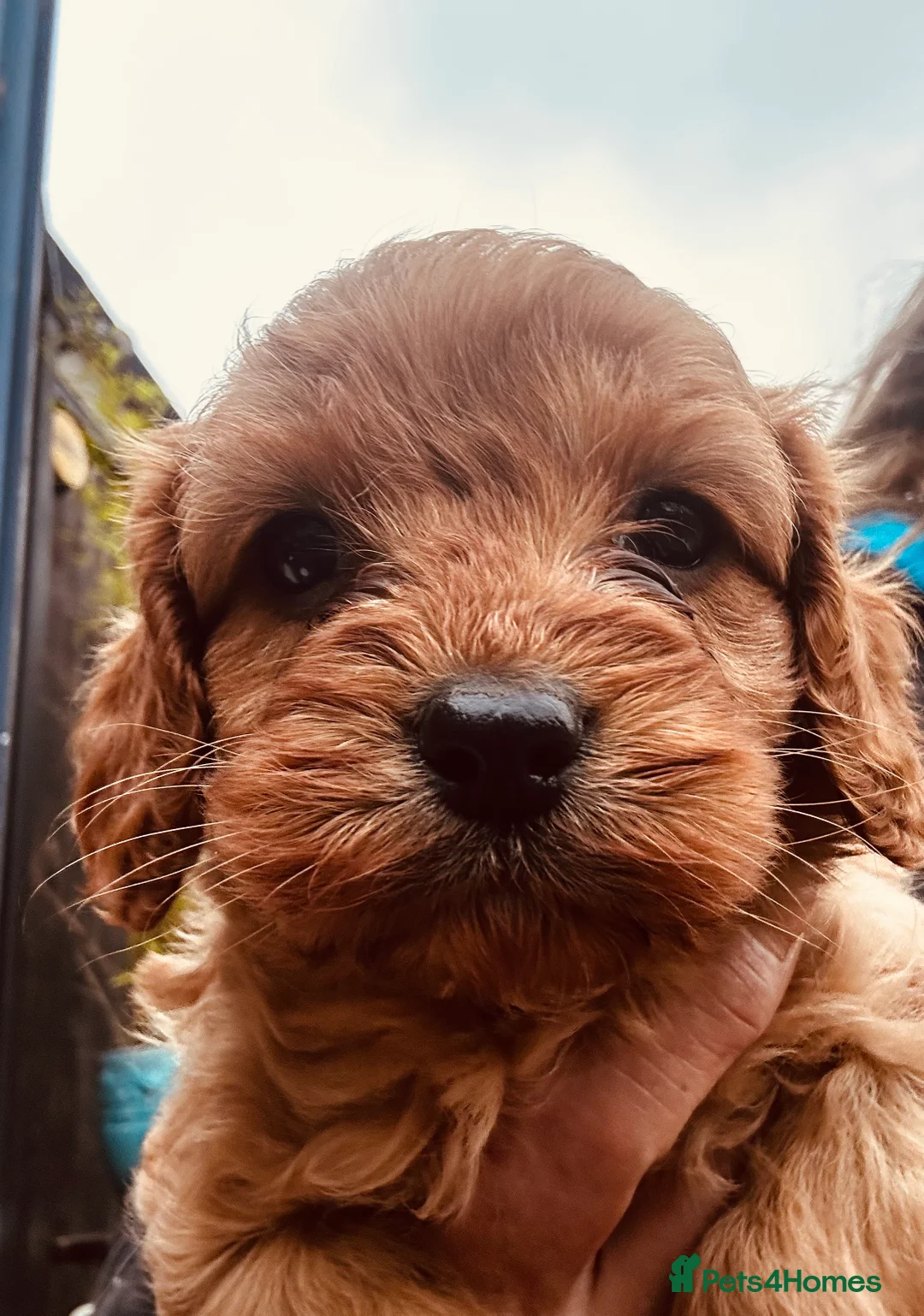 Cavapoo dogs for sale: Bright red not to curly f1 Cavapoo’s  - Advert 22