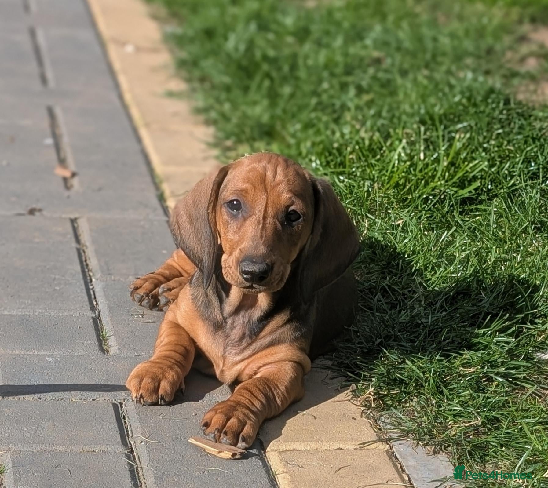 Dachshund dogs Champion Bloodline Standard Dachshund - Advert 1