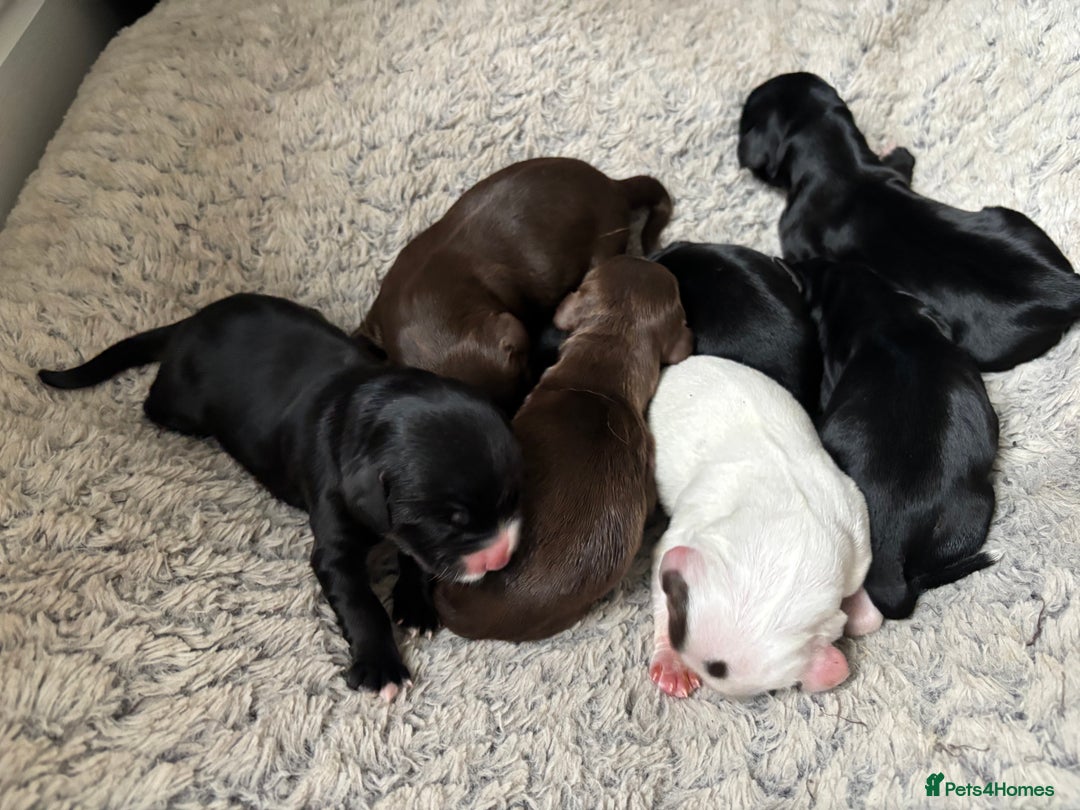 Cocker Spaniel dogs for sale: ** 1 GIRL LEFT** **READY NOW** Cocker Spaniel Pups - Advert 4