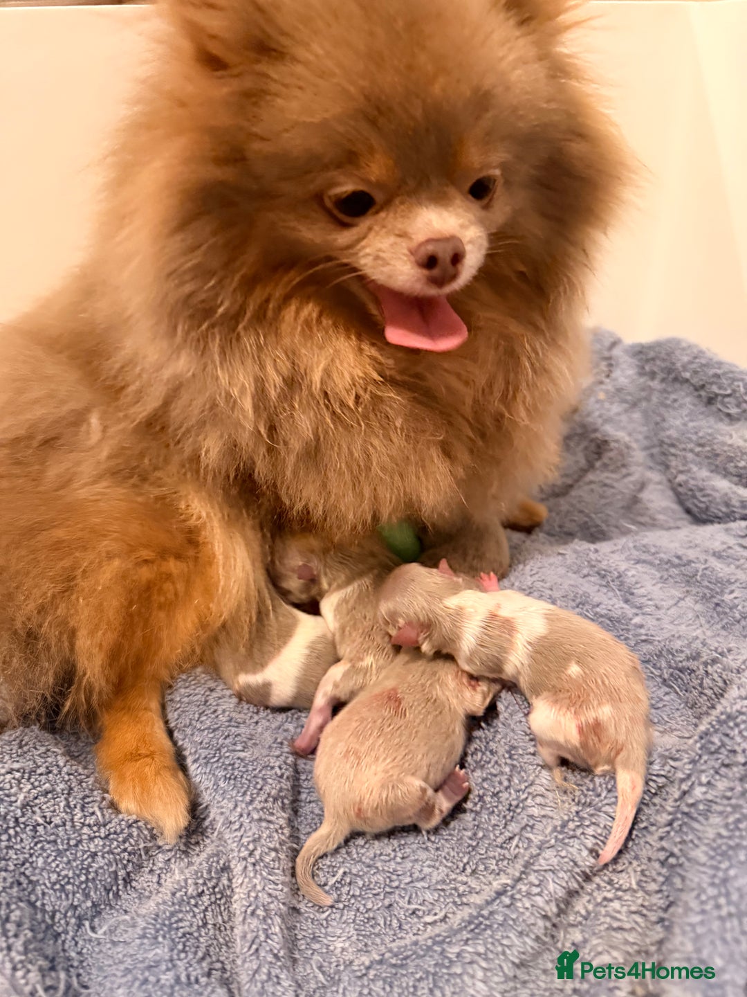 Pomeranian dogs for sale: KC Registered Lilac Pomeranian Puppies 💜 - Advert 12