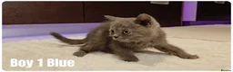 Scottish Fold cats for sale: Scottish Fold & Scottish Straight Kittens  🐾 - Advert 21