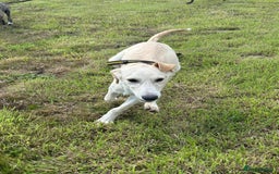 Mixed Breed dogs for adoption: Meatball - Norwich Norfolk  - Image 13