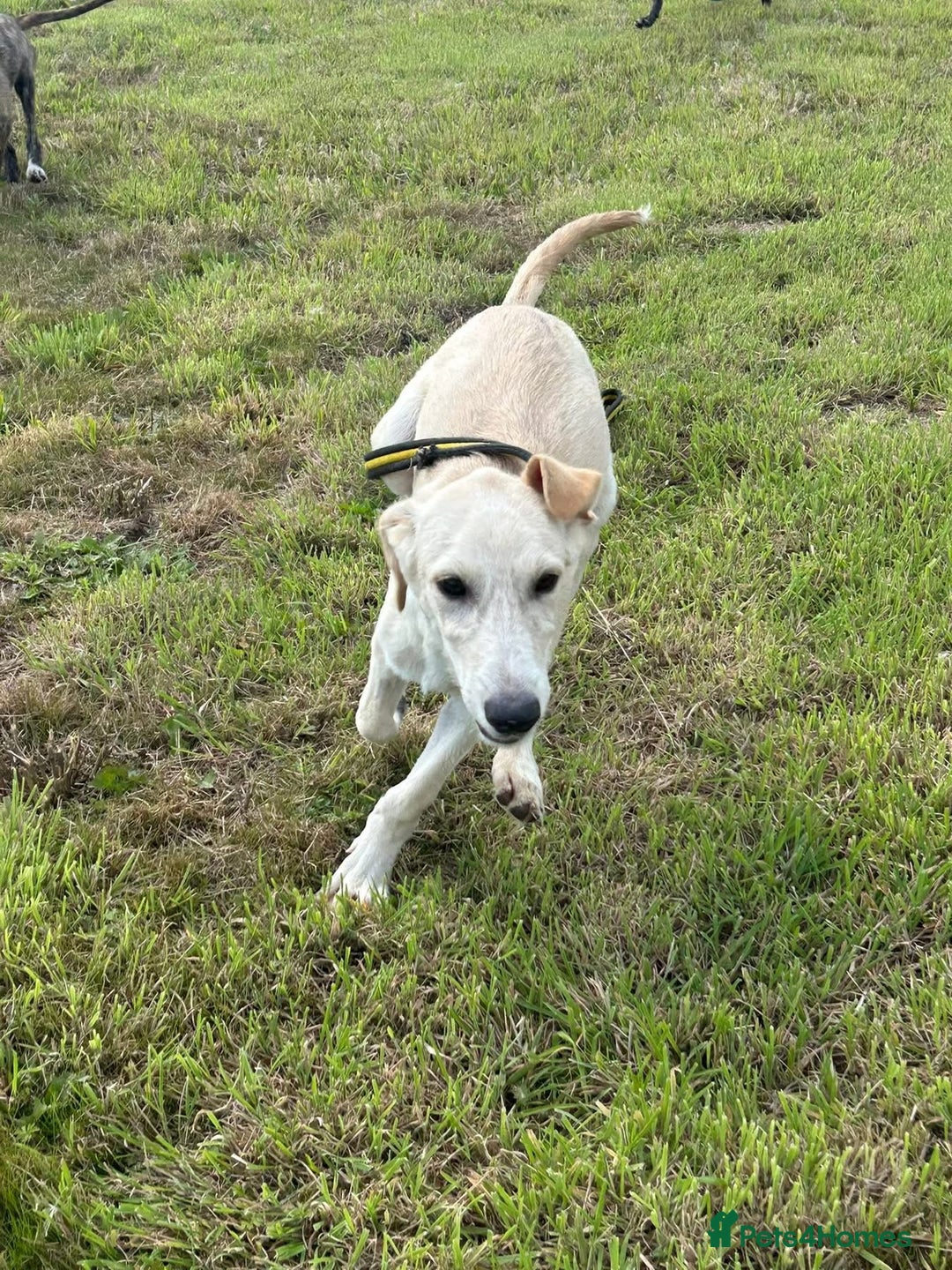 Mixed Breed dogs for adoption: Meatball - Norwich Norfolk  - Image 13