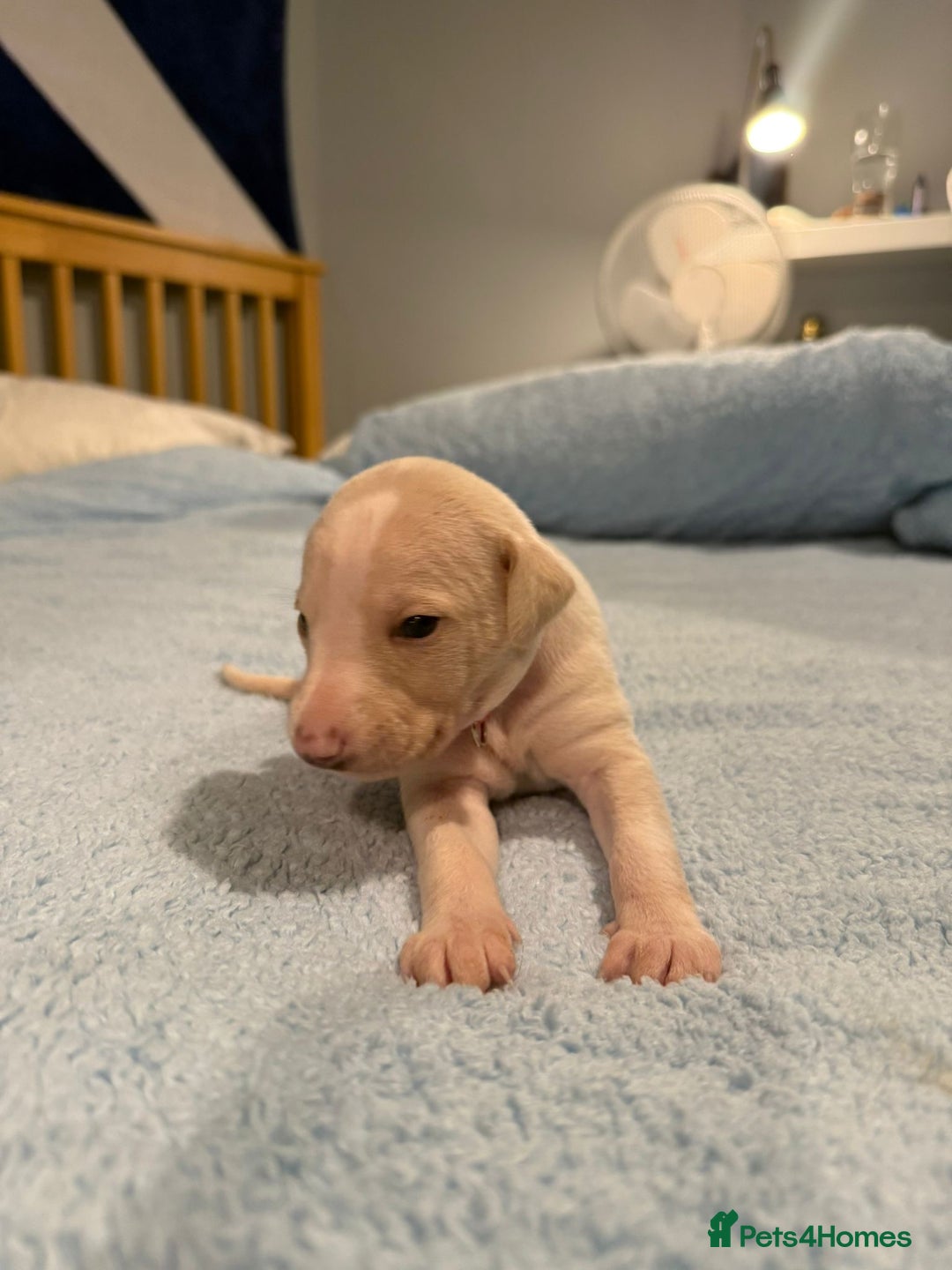 Whippet dogs for sale: 4 x 4 week old pups - Advert 5