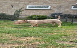 American Bully dogs for sale: American bully puppy twins available  - Image 13