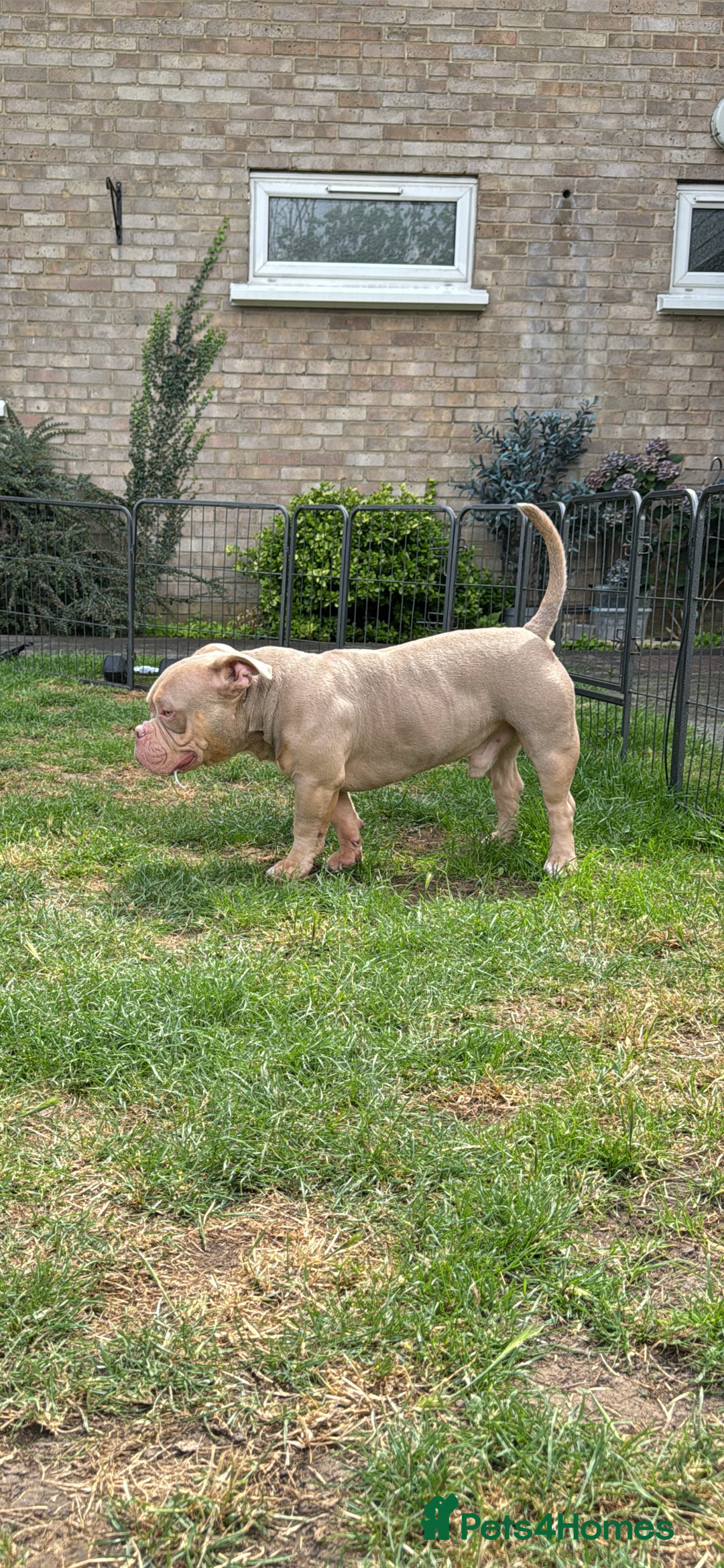 American Bully dogs for sale: American bully puppy twins available  - Image 13