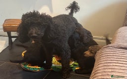 Cockapoo dogs for sale: Beautiful fully DNA tested show Cockapoo puppies - Image 18