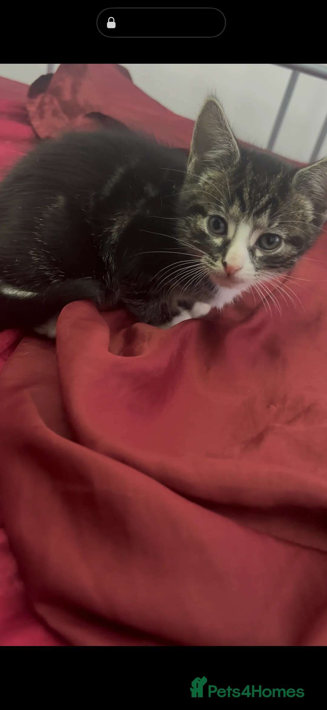 British Shorthair cats for sale: Two Adorable Kittens Ready for New Homes! - Advert 2