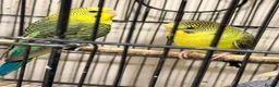 Budgerigars birds for sale: Budgies BW and Split BW - Advert 16