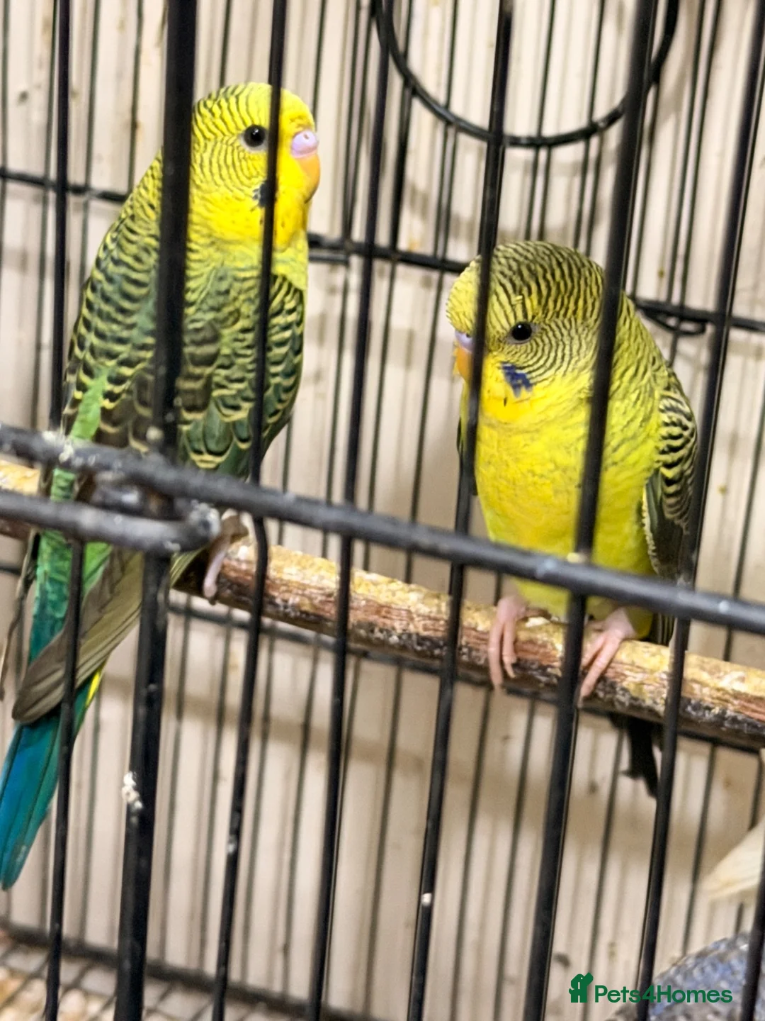 Budgerigars birds for sale: Budgies BW and Split BW - Advert 16