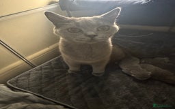 British Shorthair cats for sale: British short hair kittens  - Image 17