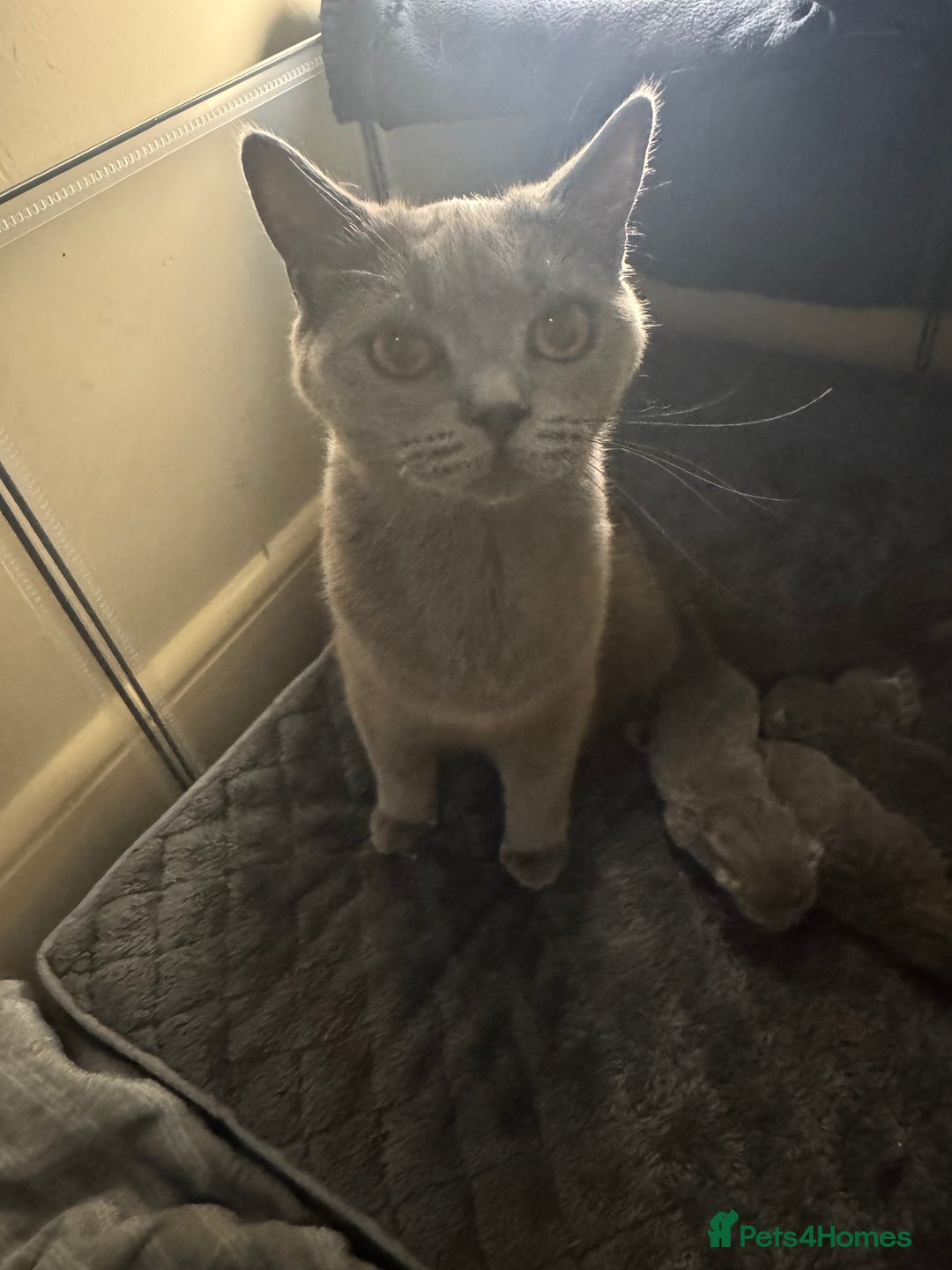 British Shorthair cats for sale: British short hair kittens  - Image 17