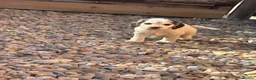 Cocker Spaniel dogs for sale: Show Type Cocker Spaniels - Advert 4