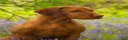 Hungarian Vizsla dogs for stud: Trevor aka Zoldmali Irka-Firka at CanalGame  in Ashford - Advert 10