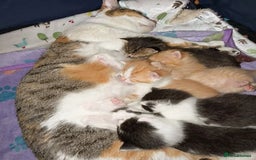 Mixed Breed cats for sale: 3 kittens ready to go now  - Image 4