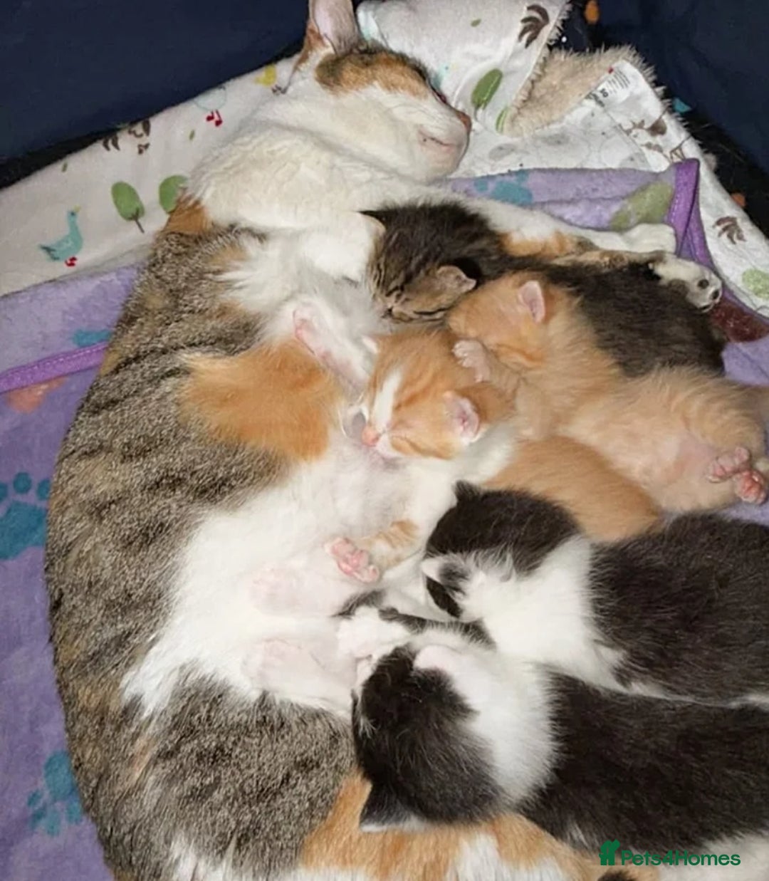 Mixed Breed cats for sale: 3 kittens ready to go now  - Image 4