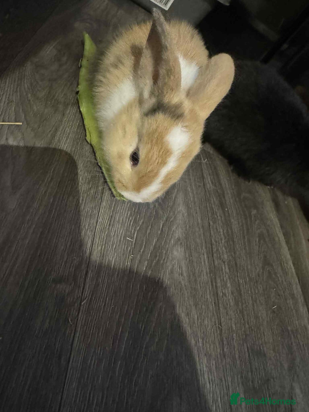 Dwarf Lop rabbits for sale: Bunnies for sale  - Image 4