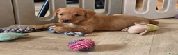 Labrador Retriever dogs for sale: 10 FOX RED KC LABS WITH HEALTH TESTED PARENTS - Advert 19