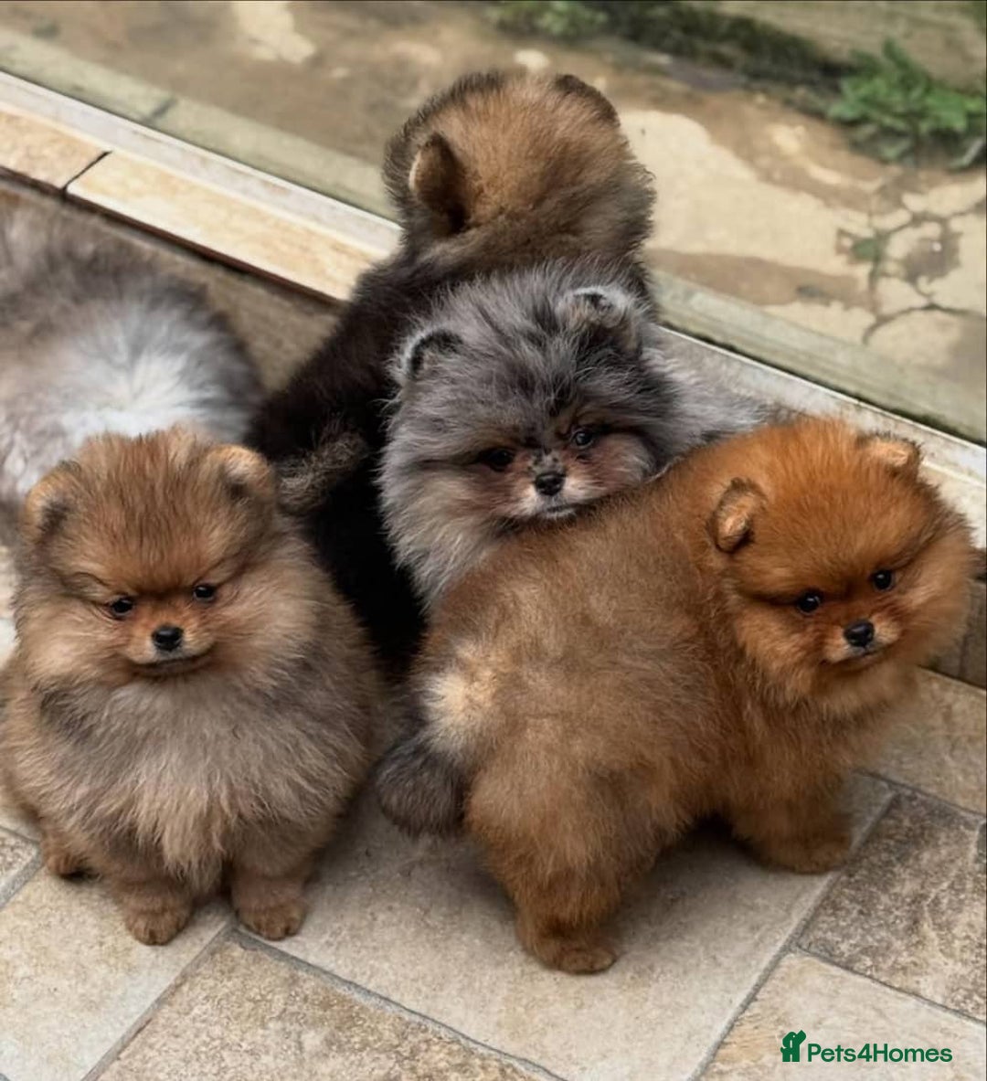 Pomeranian dogs for sale: 🧸🐾 Our Fluffy Pomeranian Puppies for Sale ✨💛 - Image 3