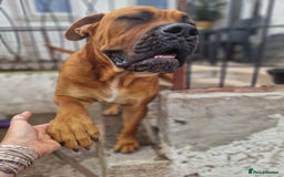 Mixed Breed dogs for stud: Big Lad for Stud - Image 7