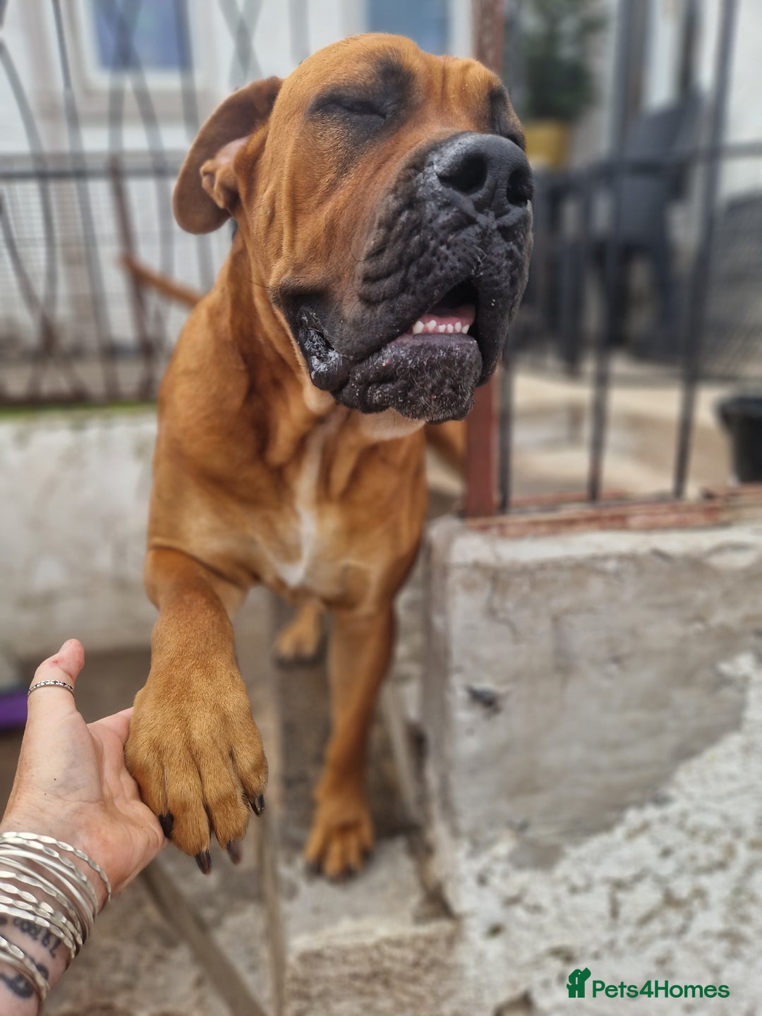 Mixed Breed dogs for stud: Big Lad for Stud - Image 7