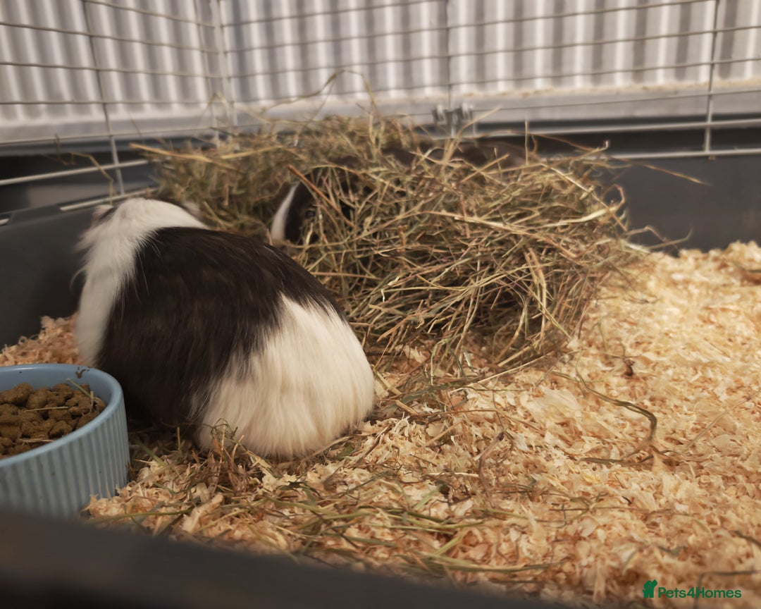 Guinea Pig rodents for sale: 2 female guinea pigs for rehoming with cage - Advert 10