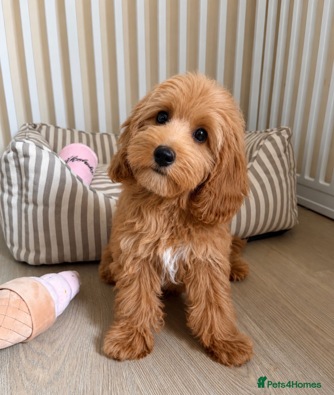 Cockapoo dogs Health tested cockapoo puppies  - Advert 2