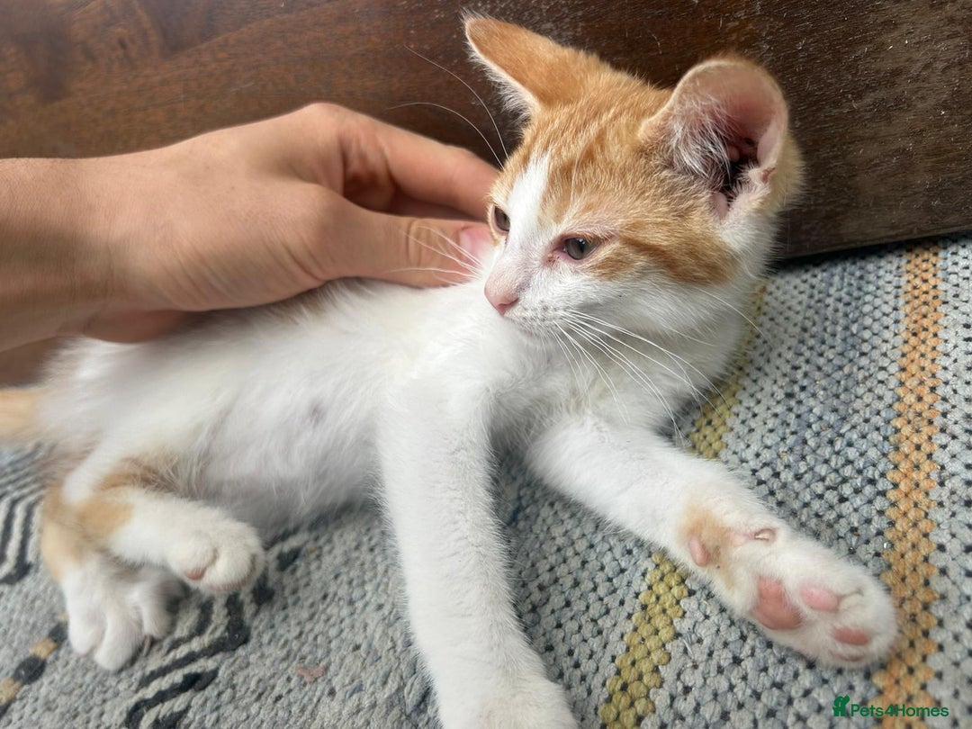 Asian cats for sale: Tabby/ginger kittens  - Image 3