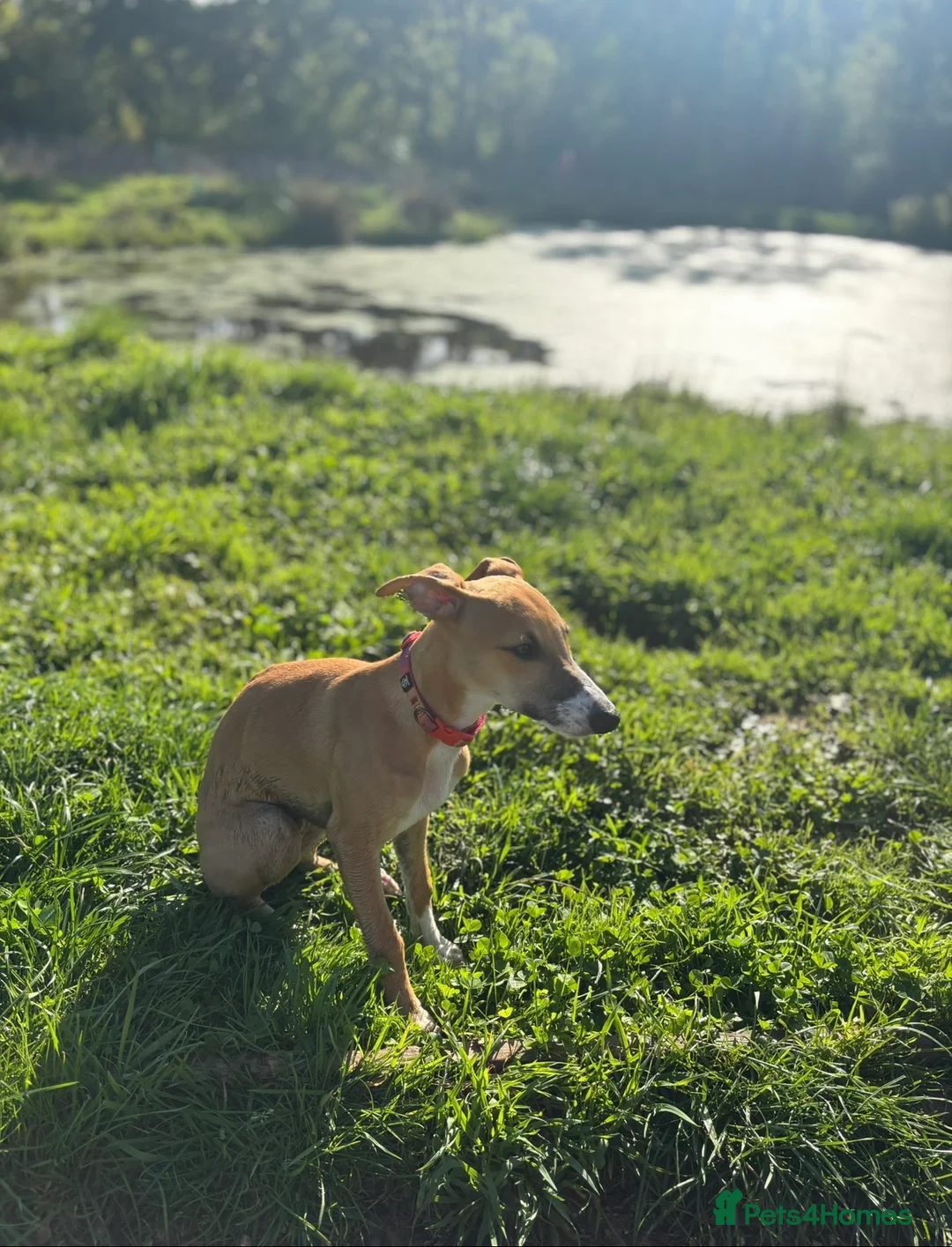 Whippet dogs for sale: Beautiful 11 month old whippet bitch  - Advert 1