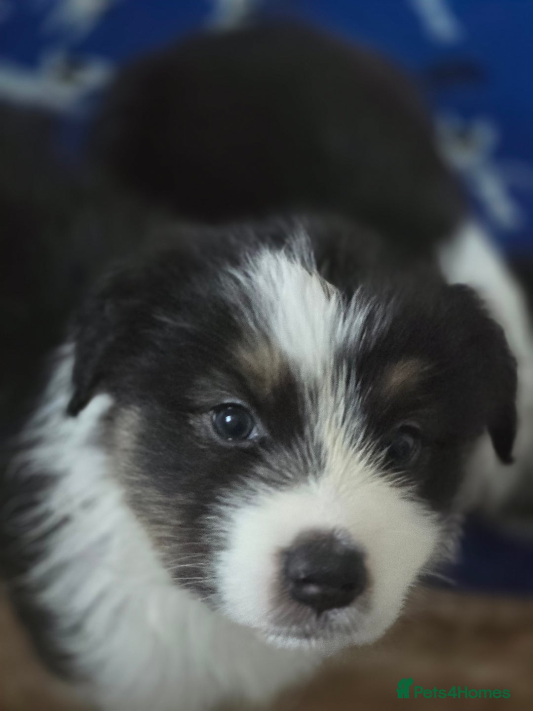 Australian Shepherd dogs for sale: Kc reg austraian shepards  - Image 3