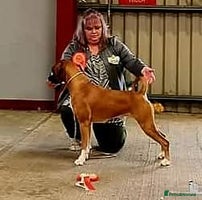 Boxer dogs - Advert 3