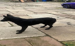 German Shepherd dogs for sale: 2 German Shepherd Bitches Ready Now - Image 12