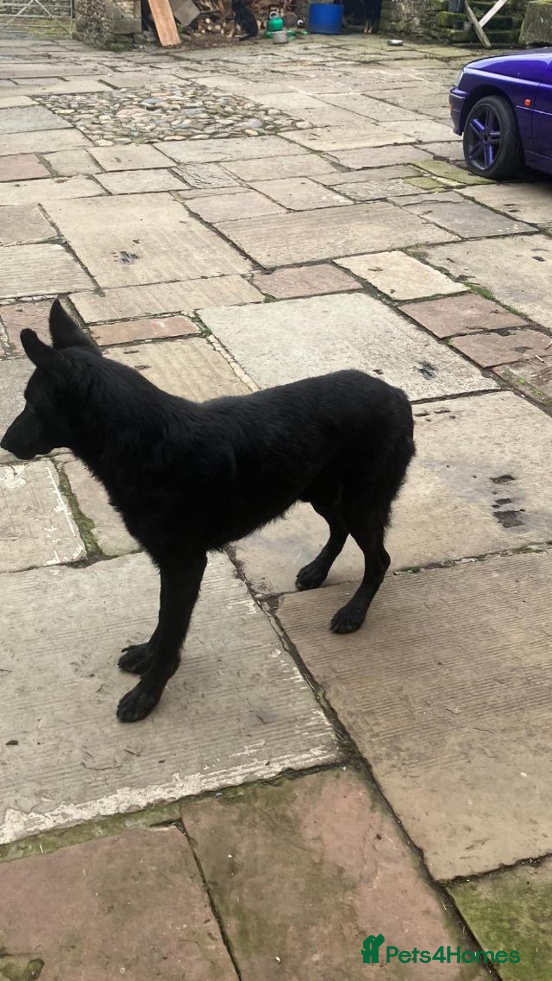 German Shepherd dogs for sale: 2 German Shepherd Bitches Ready Now - Image 12