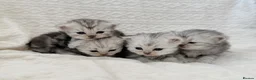 Persian cats for sale: Affectionate and beautiful persian kittens  - Advert 12