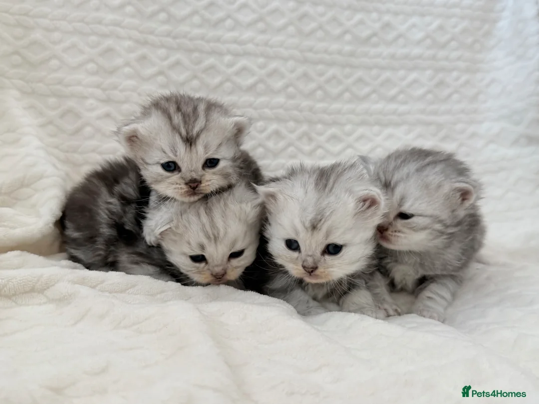 Persian cats for sale: Affectionate and beautiful persian kittens  - Advert 12