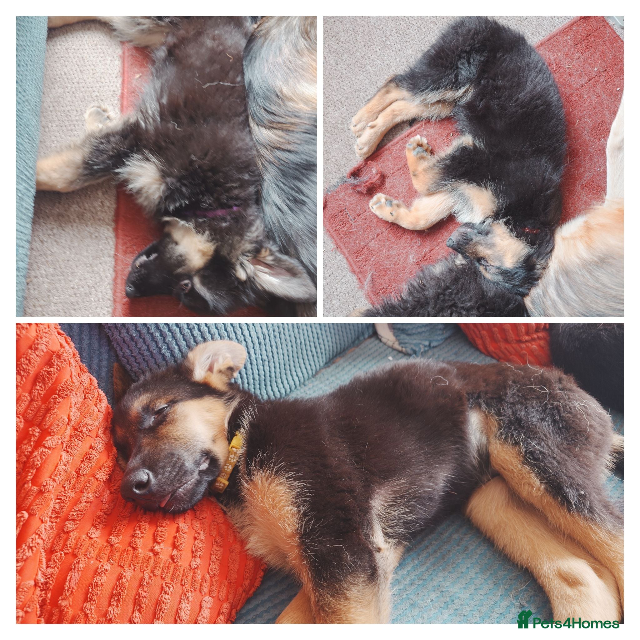 Shepsky dogs German Shepherd pups - Advert 1