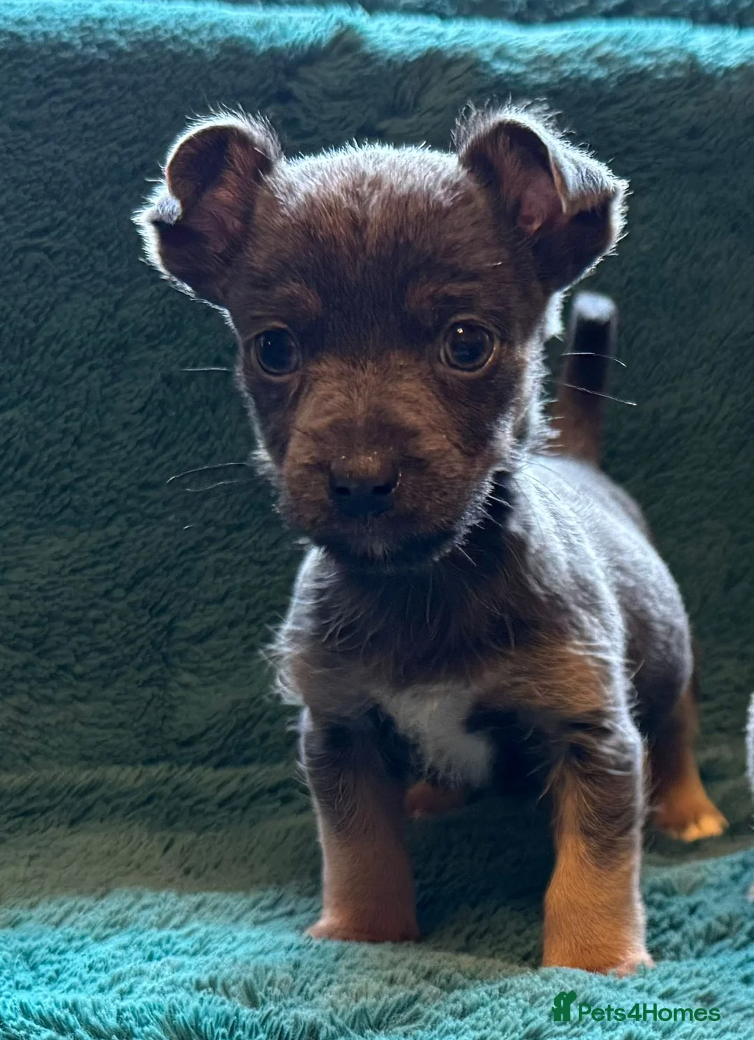 Jack Russell dogs for sale: Miniature much Wenlock puppies - Advert 19