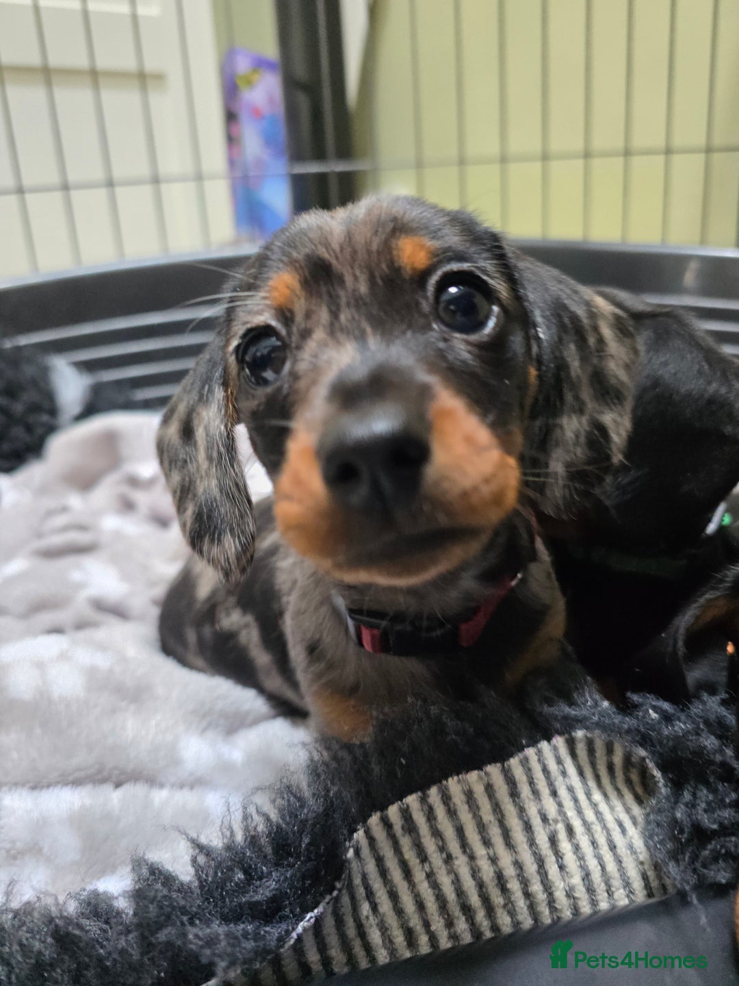 Miniature Dachshund dogs for sale: KC Miniature Dachshund Pups  - Image 32