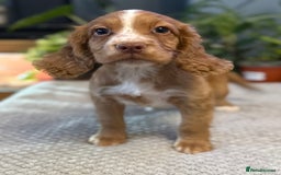 Cocker Spaniel dogs for sale: Four beautiful *working* cocker spaniel puppies - Advert 18