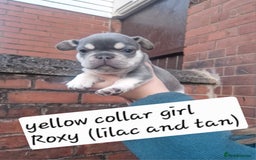 French Bulldog dogs for sale: 6 beautiful frenchies  - Image 17
