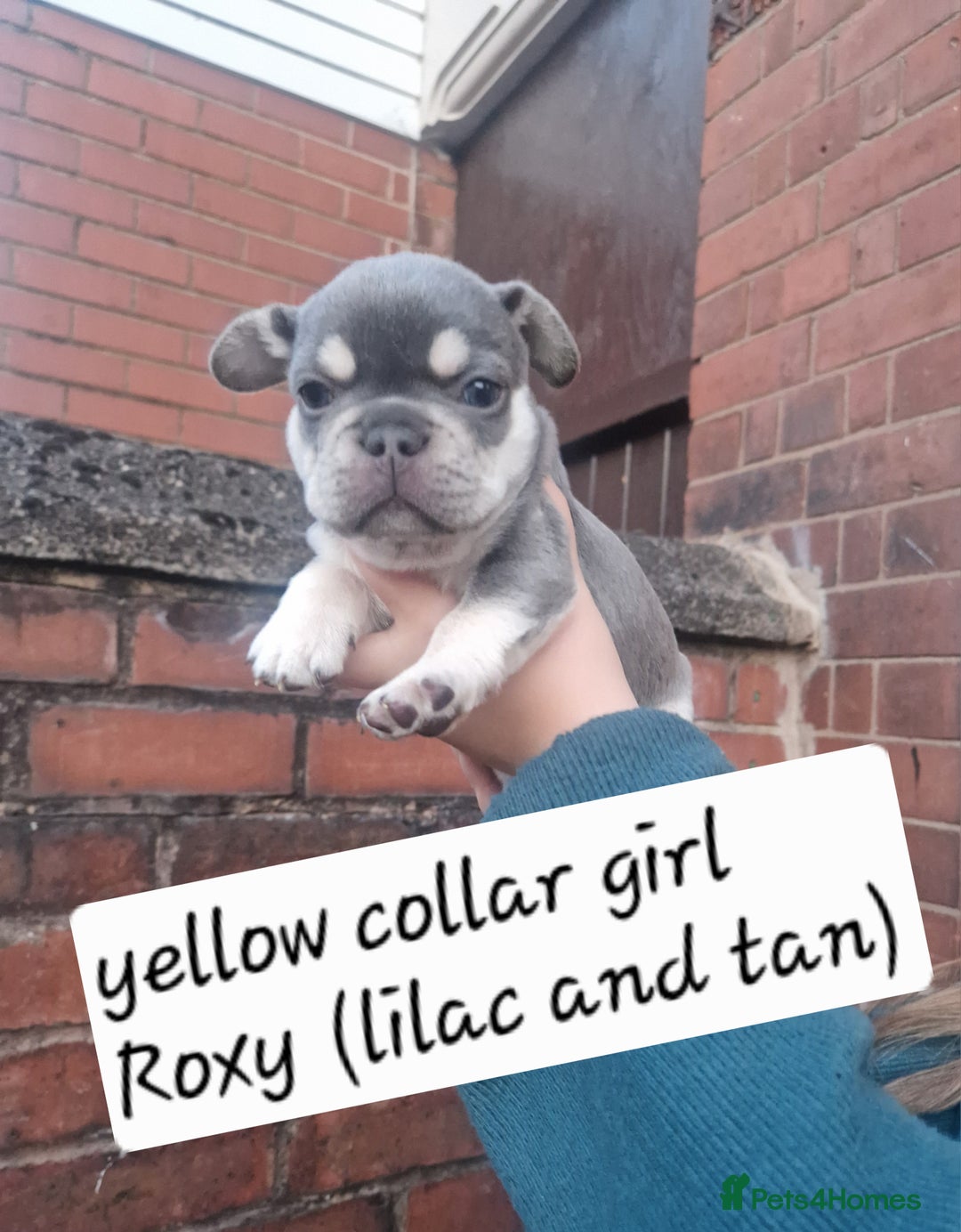 French Bulldog dogs for sale: 6 beautiful frenchies  - Image 17