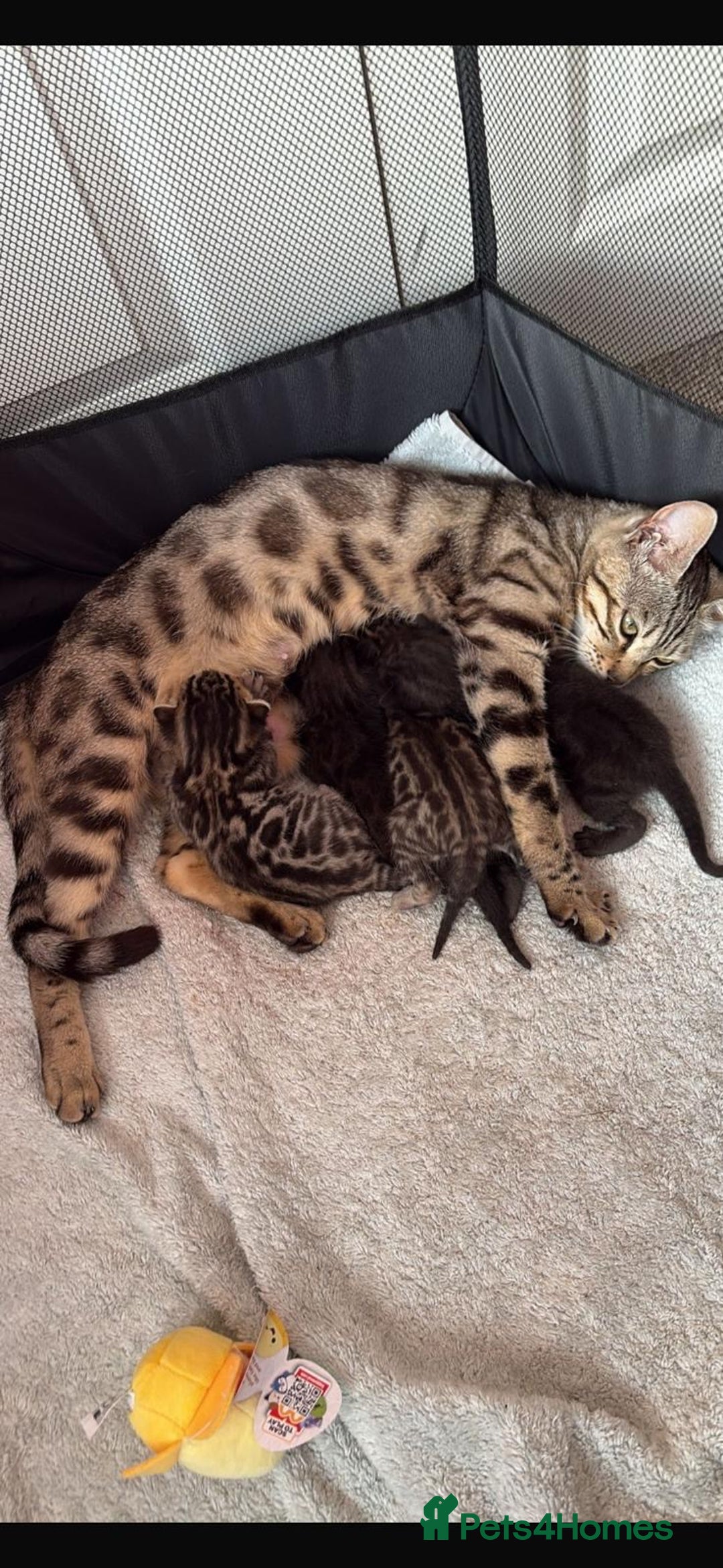 Bengal cats for sale: Black and charcoal Bengal kittens  - Image 15