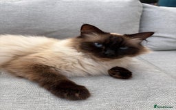 Ragdoll cats for sale: Rare champion lilac/flame/tortie Ragdoll kittens in Hook - Image 8
