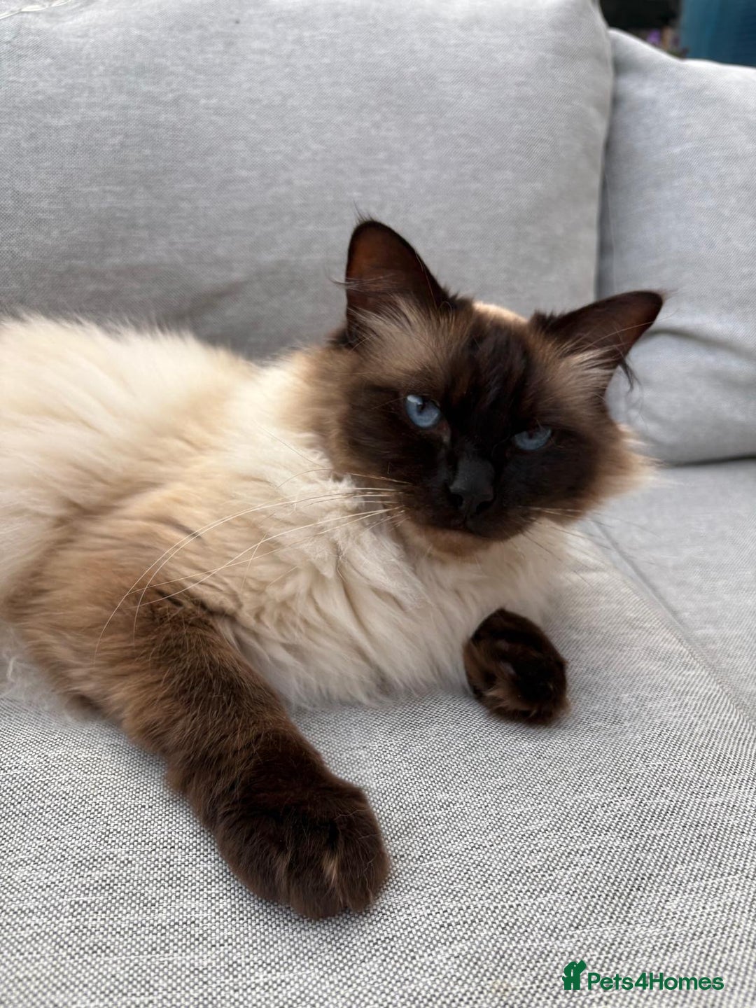 Ragdoll cats for sale: Rare champion lilac/flame/tortie Ragdoll kittens in Hook - Image 8