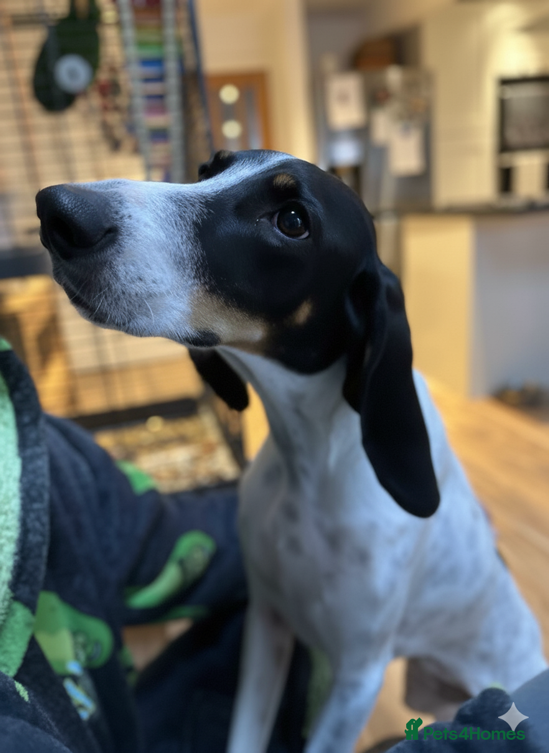 Mixed Breed cats for adoption: Lisbon - Sweetheart Dog with much love to give.  - Image 2