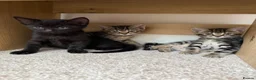 Mixed Breed cats for sale: Brownie, male kitten black with prominent stripes - Advert 10