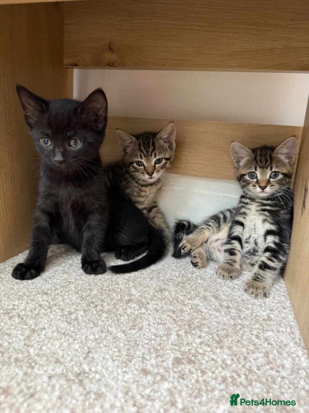 Mixed Breed cats for sale: Brownie, male kitten black with prominent stripes - Advert 10