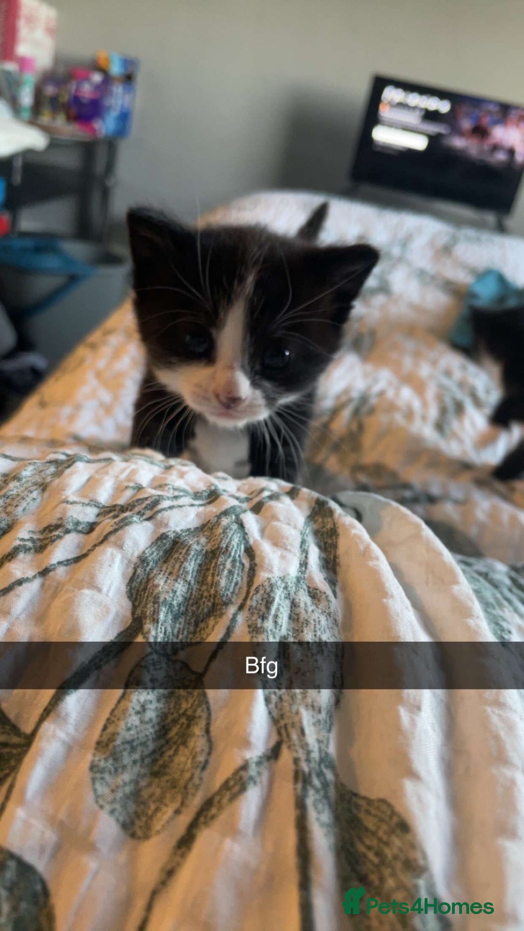 Mixed Breed cats for sale: 18-week old kitten needing a new home  - Image 5