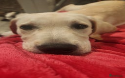 Labrador Retriever dogs for sale: 6.5month labrador pup looking for a loving home - Image 4