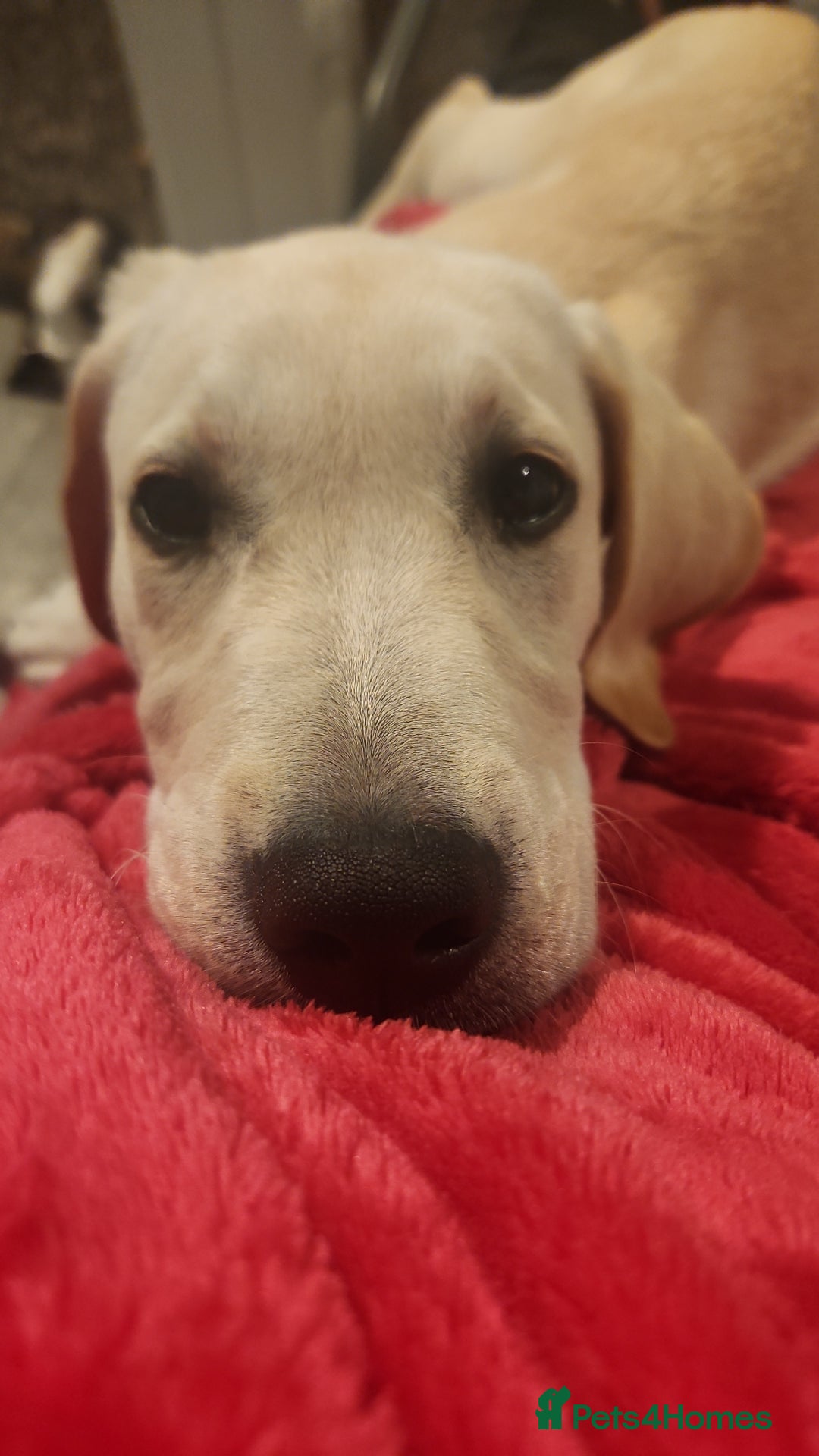 Labrador Retriever dogs for sale: 6.5month labrador pup looking for a loving home - Image 4